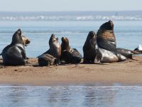Detectaron gripe aviar en lobos marinos en las costas de Río Negro