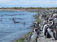 Comenzaron a llegar los primeros pingüinos a las costas de Chubut