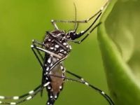 Salud recomienda tomar medidas para evitar la propagación del dengue