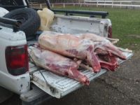 Brigada Rural secuestró un cargamento ilegal de corderos procedente de la Línea Sur