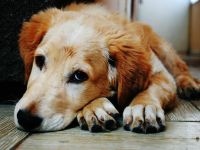 Sanidad animal: Bariloche realizó el primer estudio epidemiológico municipal de su historia