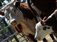 Legisladores rionegrinos piden derogar la resolución de SENASA que flexibiliza la barrera sanitaria 