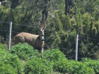 Un huemul cruzó la Ruta 40 y permanece bajo custodia para garantizar su seguridad