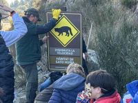Parque Nacional Nahuel Huapi: colocan carteles en la Ruta 40 para proteger al gato huiña 