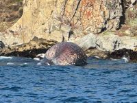 Video: una ballena en peligro de extinción quedó varada y murió en las costas de Chile
