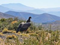 Tras un mes de recuperación, un cóndor volvió a volar en el norte neuquino