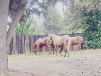 Otra vez caballos sueltos en Bariloche: operativo y llamado a la tenencia responsable