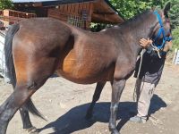 Capturan otro caballo suelto cerca de la Universidad del Comahue en Bariloche