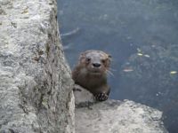 Meses de datos del huillín perdidos: robaron una cámara trampa en el Nahuel Huapi