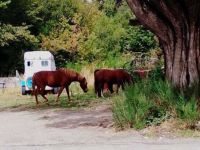 Dos operativos en una hora: el Municipio retiró cinco caballos sueltos de calles de Bariloche