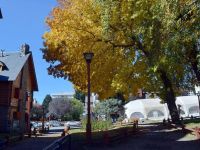 Bariloche planifica cambios en el arbolado del Centro Cívico tras un relevamiento técnico