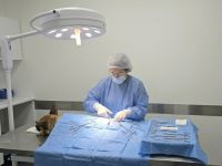 Castración gratuita de mascotas en Bariloche: cómo sacar turno y por qué conviene no esperar