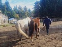Caballos sueltos en el Cerro Catedral: capturados y bajo resguardo hasta que el propietario vaya al Juzgado