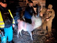 Un guanaco joven desorientado en la Ruta 237 terminó en un arreo nocturno de tres kilómetros