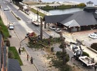Árboles de 60 años, riesgo de caída y madera para la comunidad: el recambio forestal de la costanera