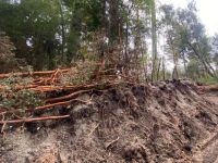 Villa La Angostura: multa millonaria por tala ilegal de arrayanes en la costa del Correntoso