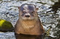 Huillín en Río Negro: cómo monitorean a la especie en peligro de extinción