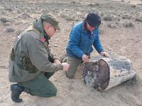 Hallaron tres sitios con bosques petrificados de 50 millones de años cerca de Pilcaniyeu