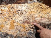Una palmera fósil hallada en Río Negro redefine la historia climática de la Patagonia 