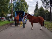 Capturaron dos caballos sueltos en el kilómetro 7 de Bustillo que ya habían sido detenidos antes