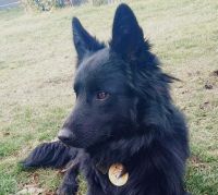 El Municipio de Bariloche recuperó a Chimuelo del maltrato y lo entregó en adopción a una familia