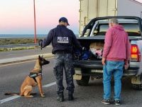 Policía de Río Negro desplegó un operativo antinarcóticos en seis ciudades con perros especializados
