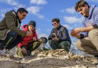 Encontraron en la Región Sur de Río Negro un yacimiento con dinosaurios de 70 millones de años
