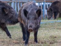 Río Negro quiere habilitar la venta de carne de jabalí y guanaco en carnicerías 