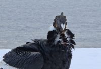 Monitorean la presencia de cóndores en la costa de Dina Huapi y piden no acercarse a las aves