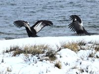 Los tres cóndores varados en Dina Huapi retomaron vuelo con éxito: el último despegó a las 15:30