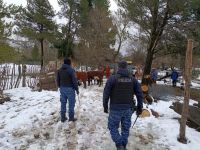 Siguieron las huellas hasta el río Ñireco y recuperaron siete bovinos robados cerca de Bariloche