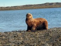 Doble rescate en Las Grutas: un lobo marino y un ave volvieron a estar a salvo