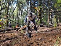 Mirador del lago Gutiérrez: 80 nativas plantadas y reapertura estimada