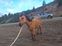 Caballos sueltos en Circunvalación: capturaron tres, ninguno patentado